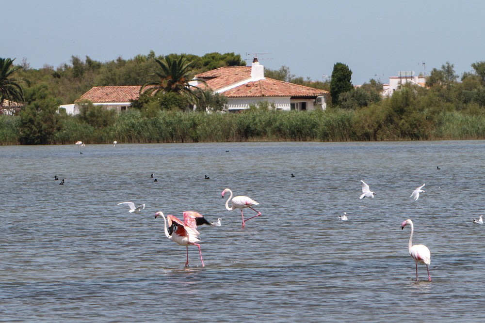 Greater Flamingo