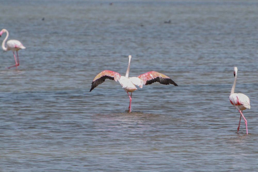 Greater Flamingo