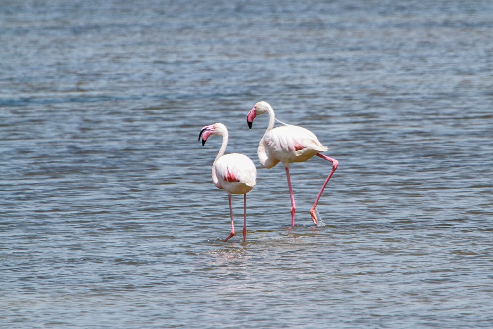 Greater Flamingo