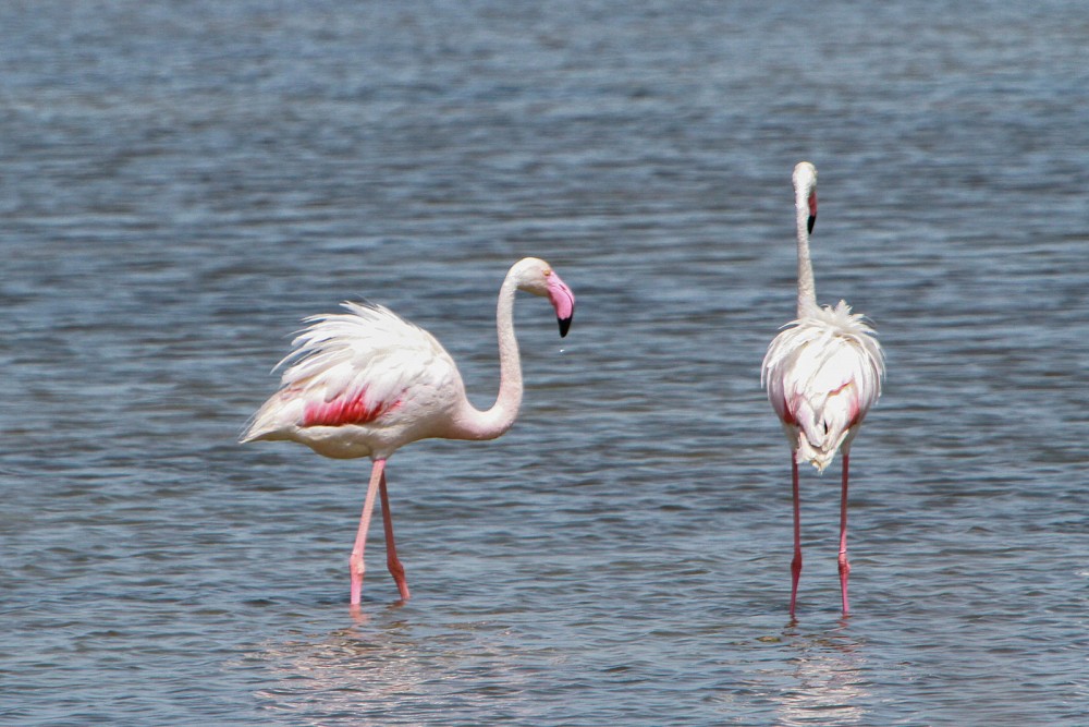 Rosenflamingo