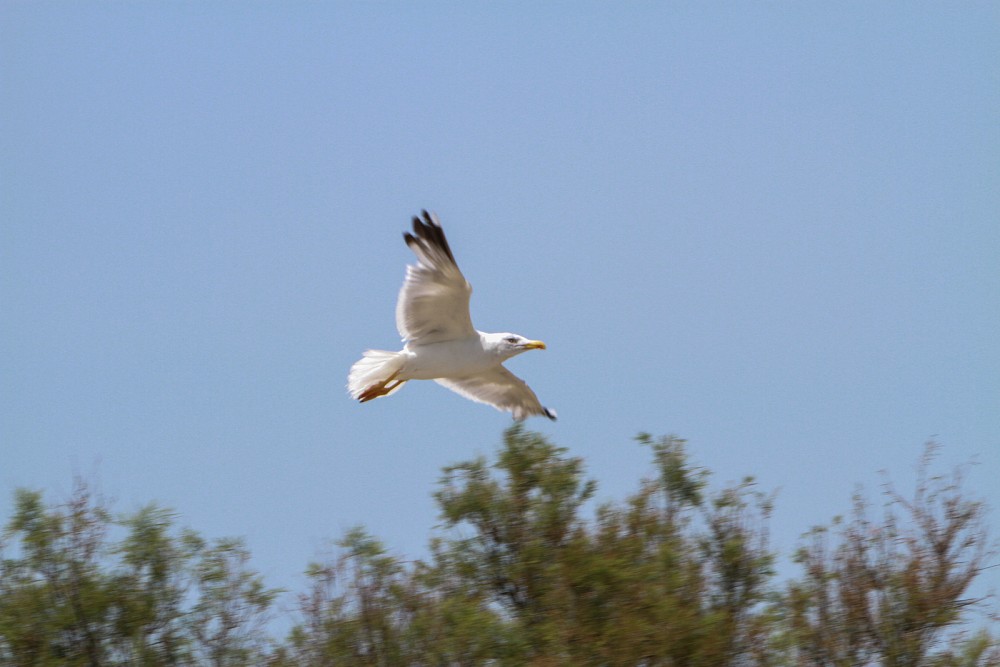 Gaviota patiamarilla