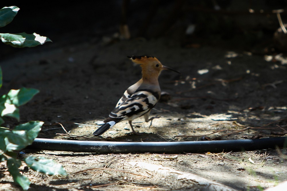 Eurasian Hoopoe