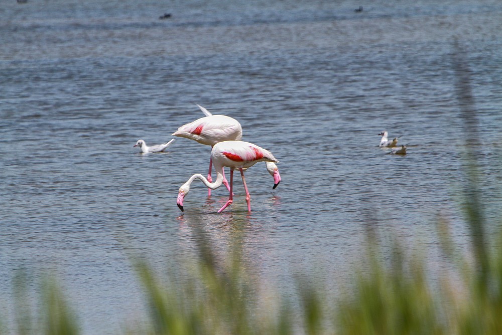 Greater Flamingo