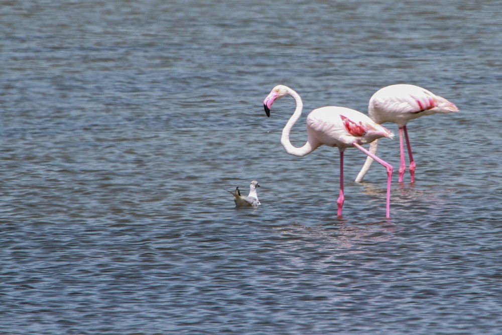 Greater Flamingo