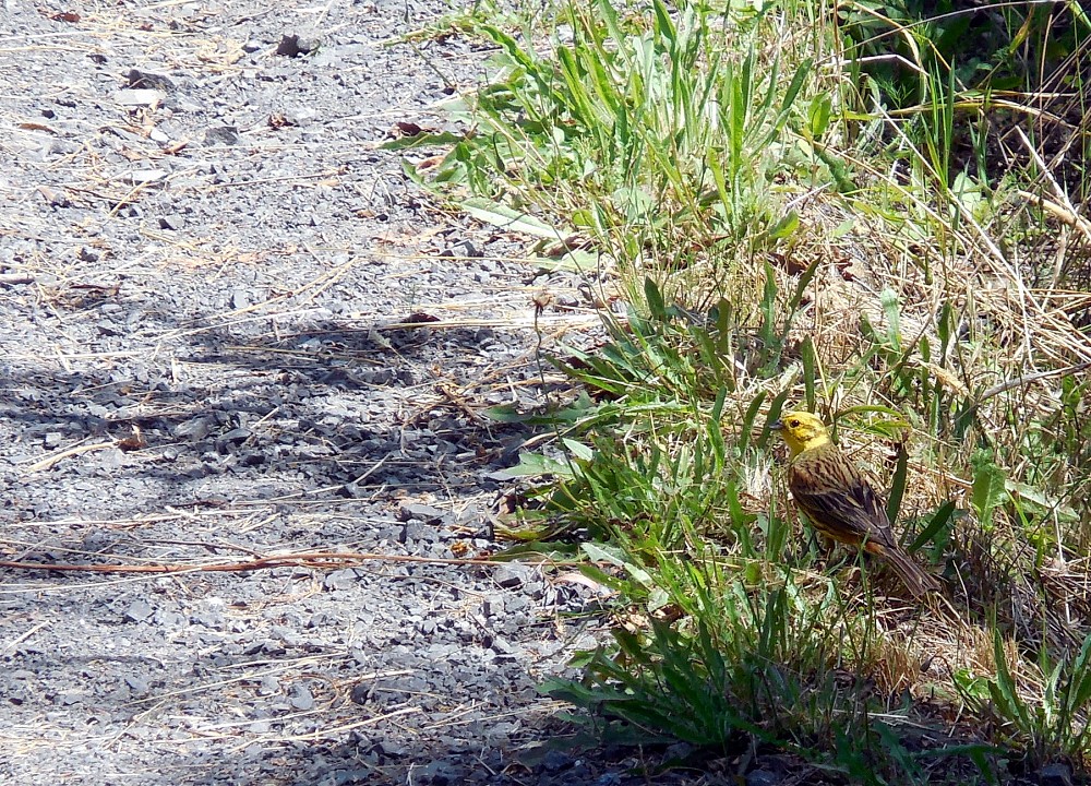 Yellowhammer