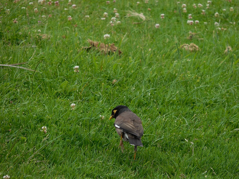 Common Myna