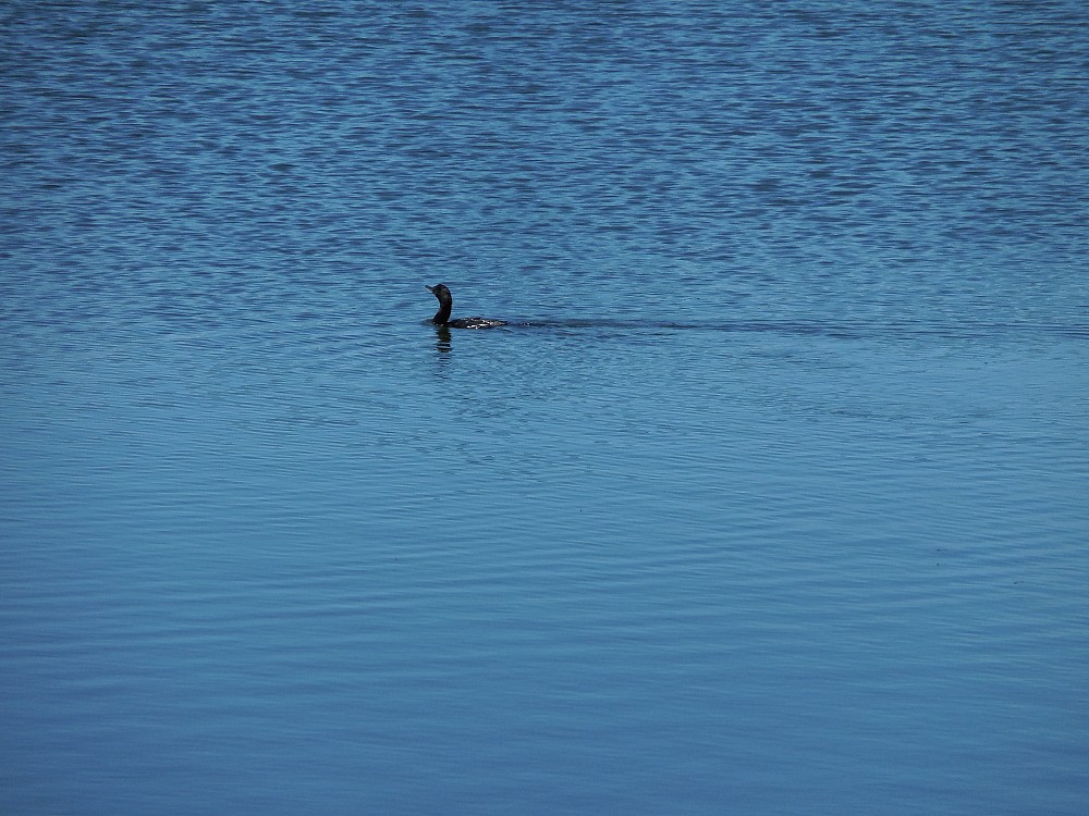 Lake near Rotorua (Neuseeland)