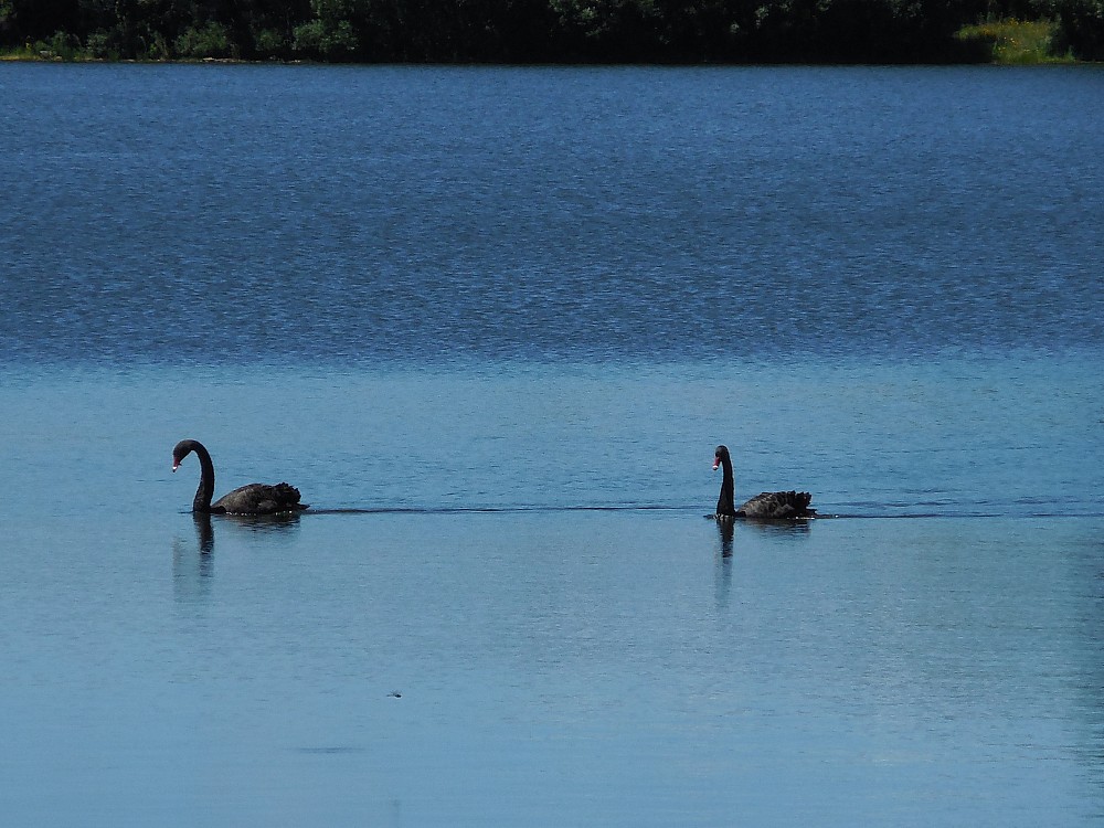 Cisne-preto