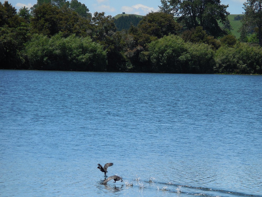 Eurasian Coot