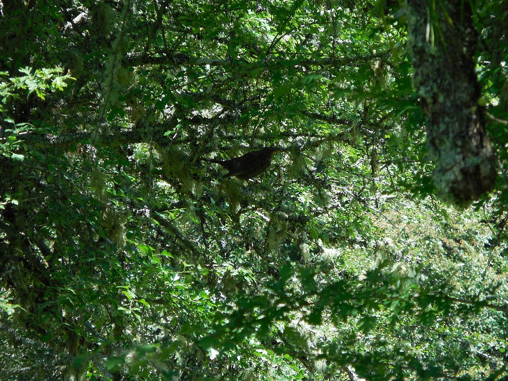 Eurasian Blackbird