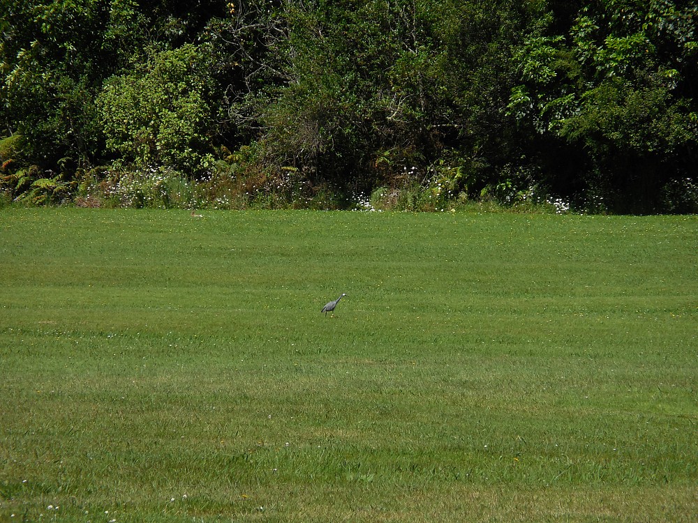 White-faced Heron