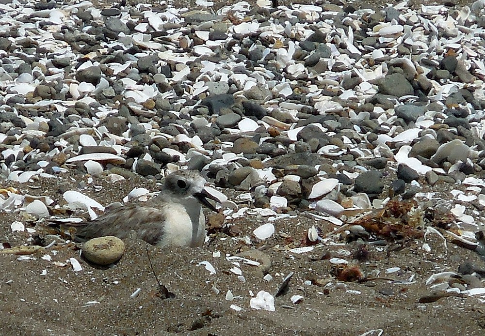 Chorlito maorí de Isla Sur