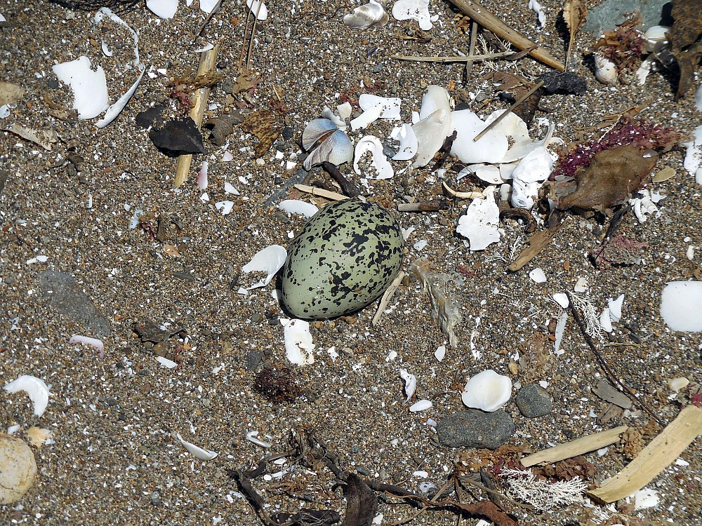 Red-breasted Dotterel