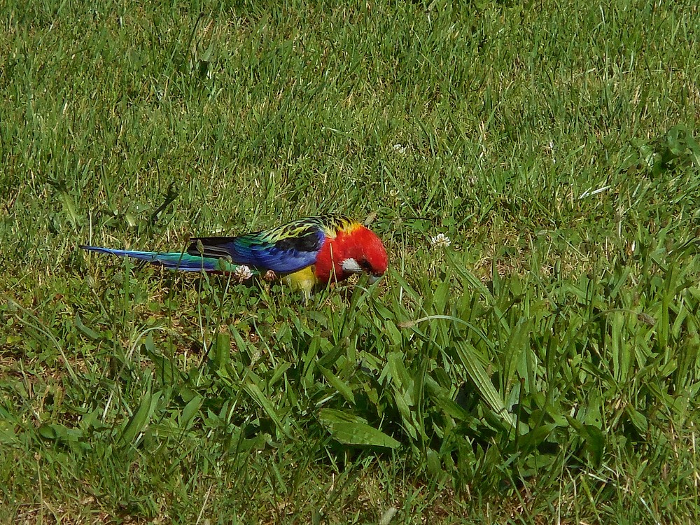 Perico multicolor