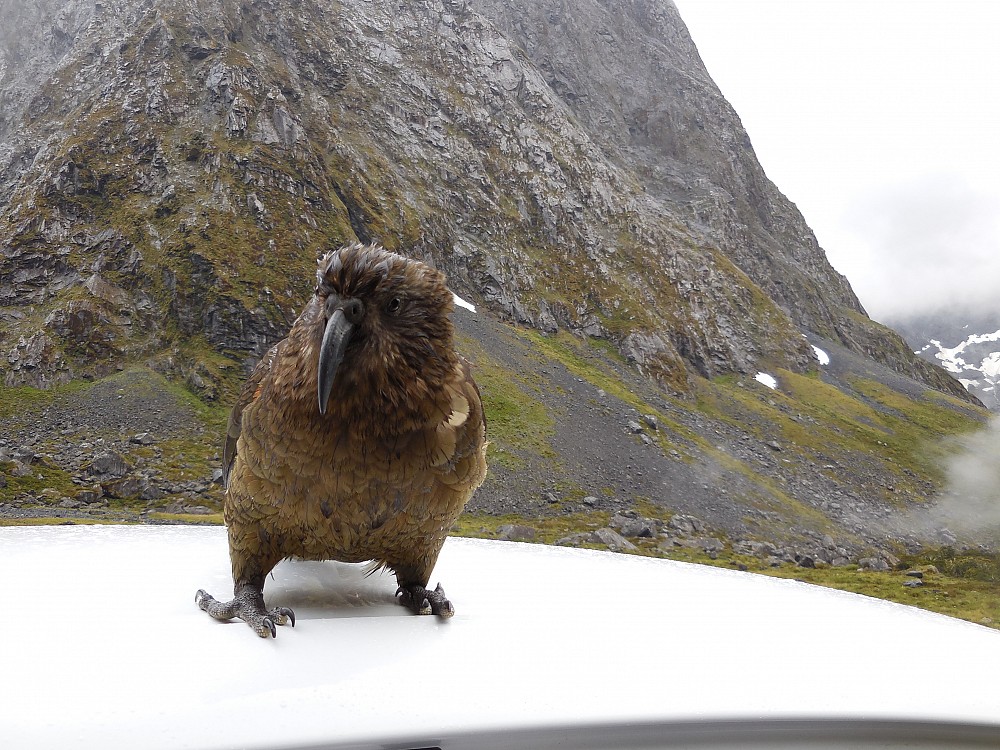 Kea