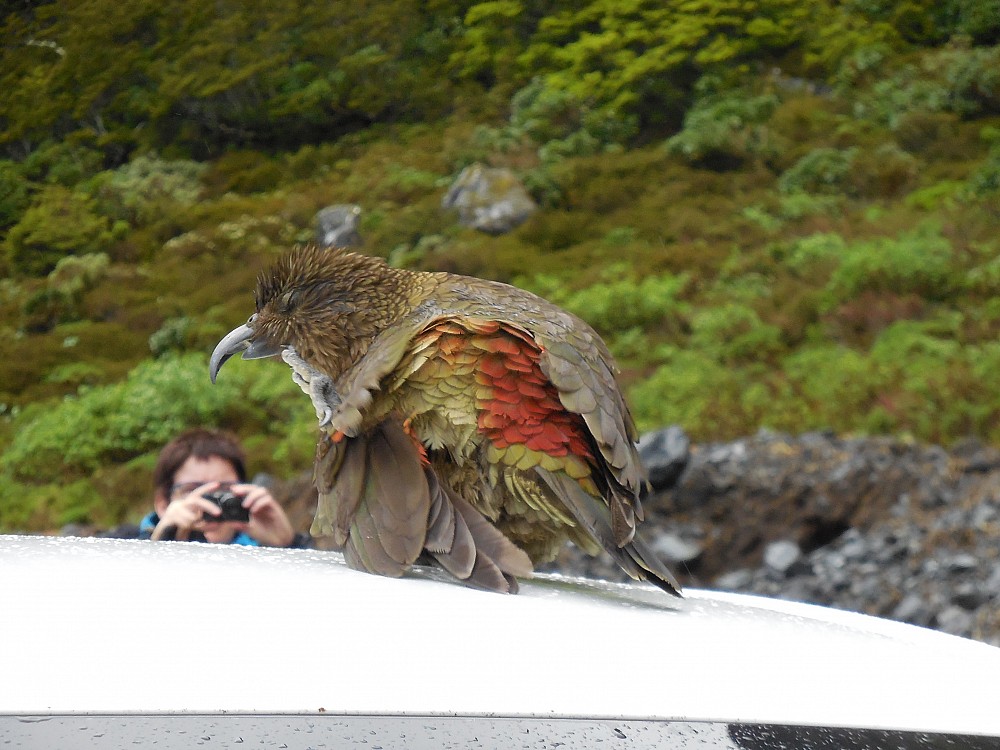 Kea