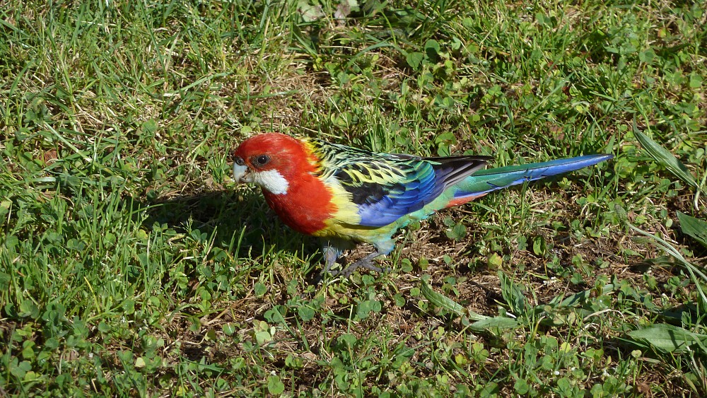 Eastern Rosella