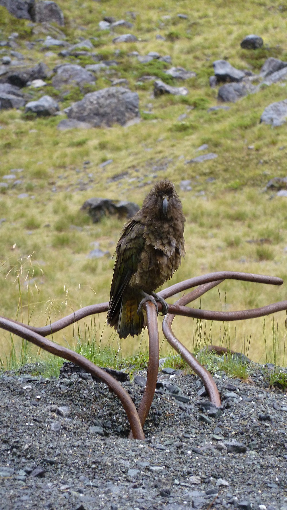 Kea