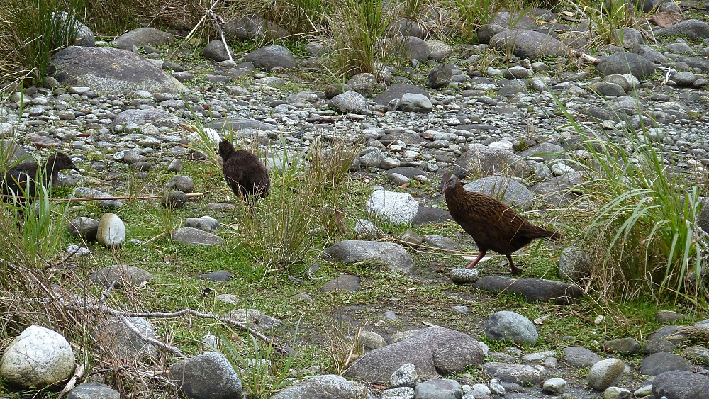 Rascón weka