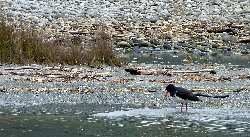 Beccaccia di mare di South Island