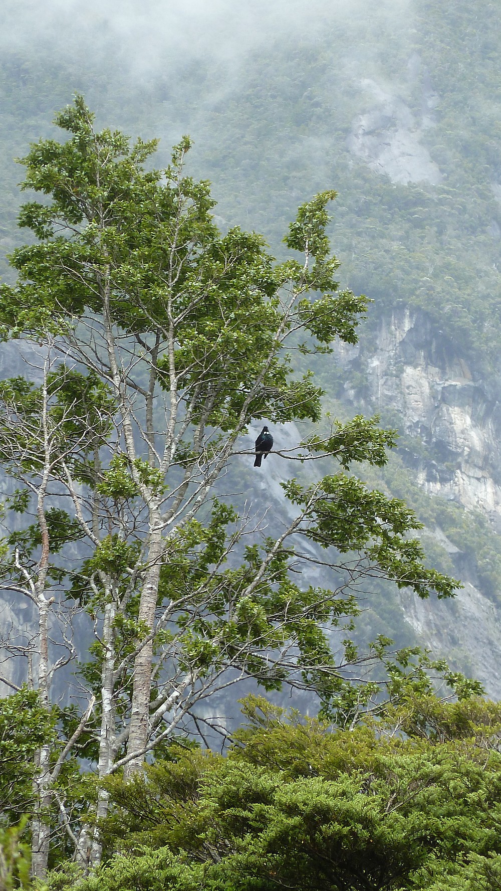 Tui