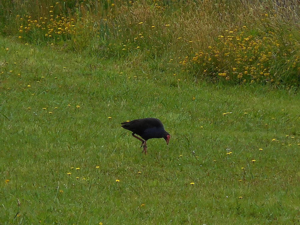 Nordinsel-Takahe