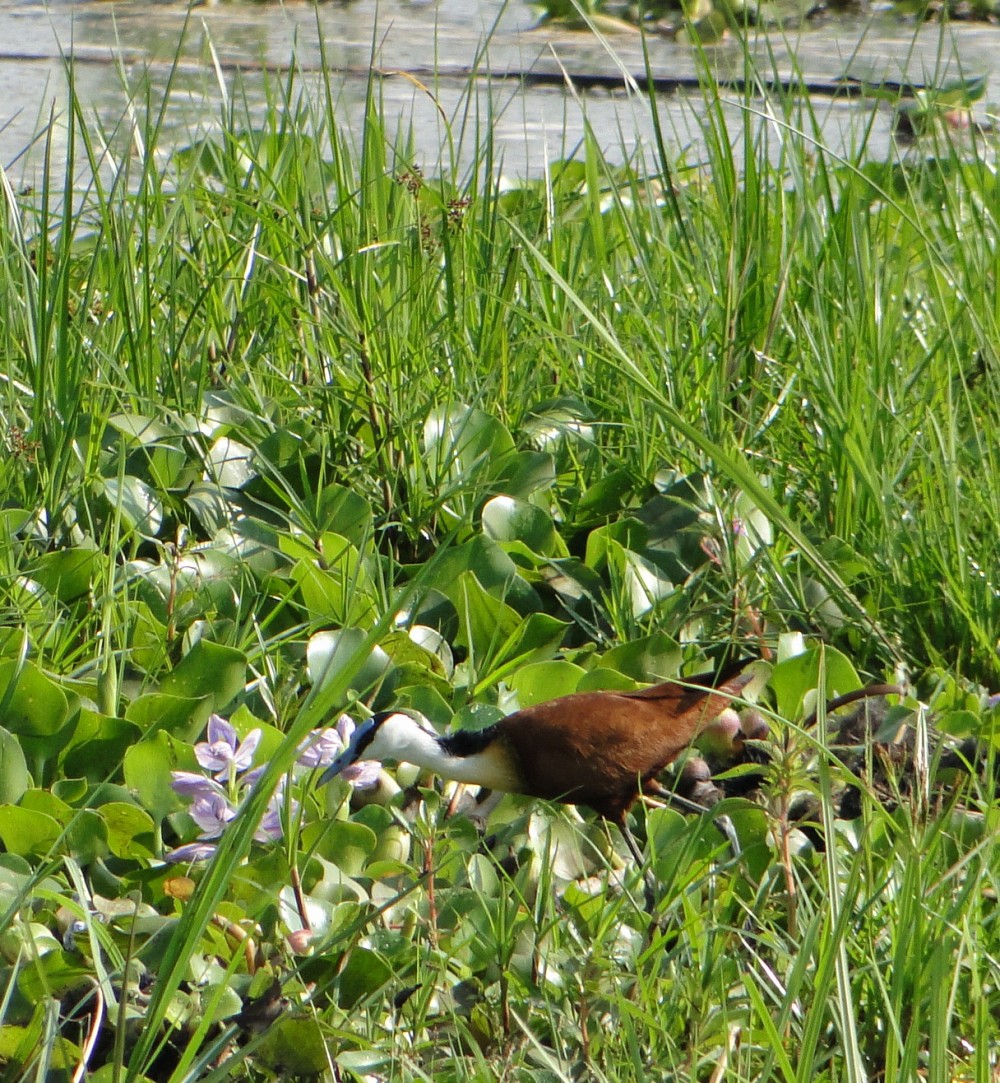 Blaustirn-Blatthühnchen