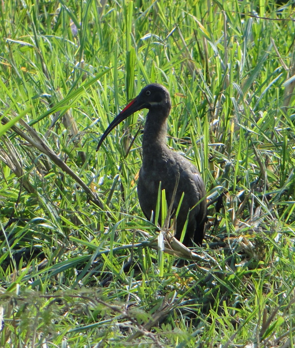 Ibis hadada