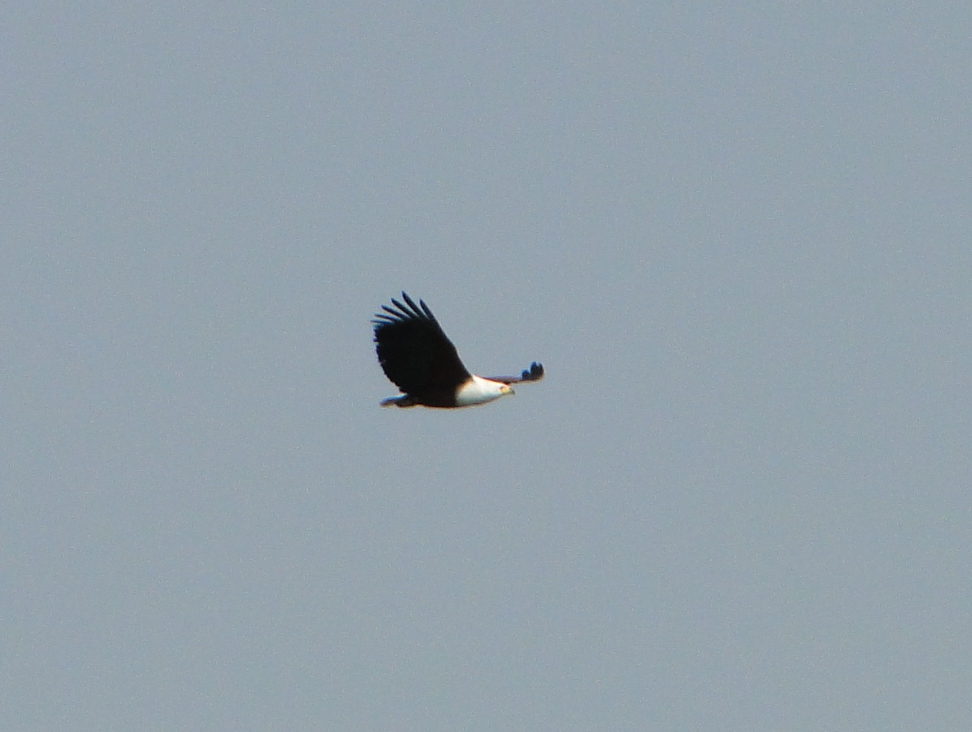 Aquila pescatrice africana