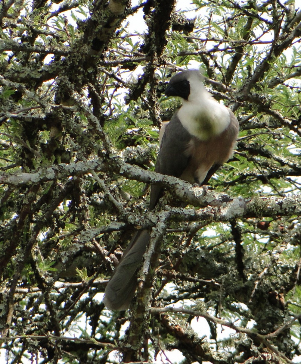 Turaco enmascarado