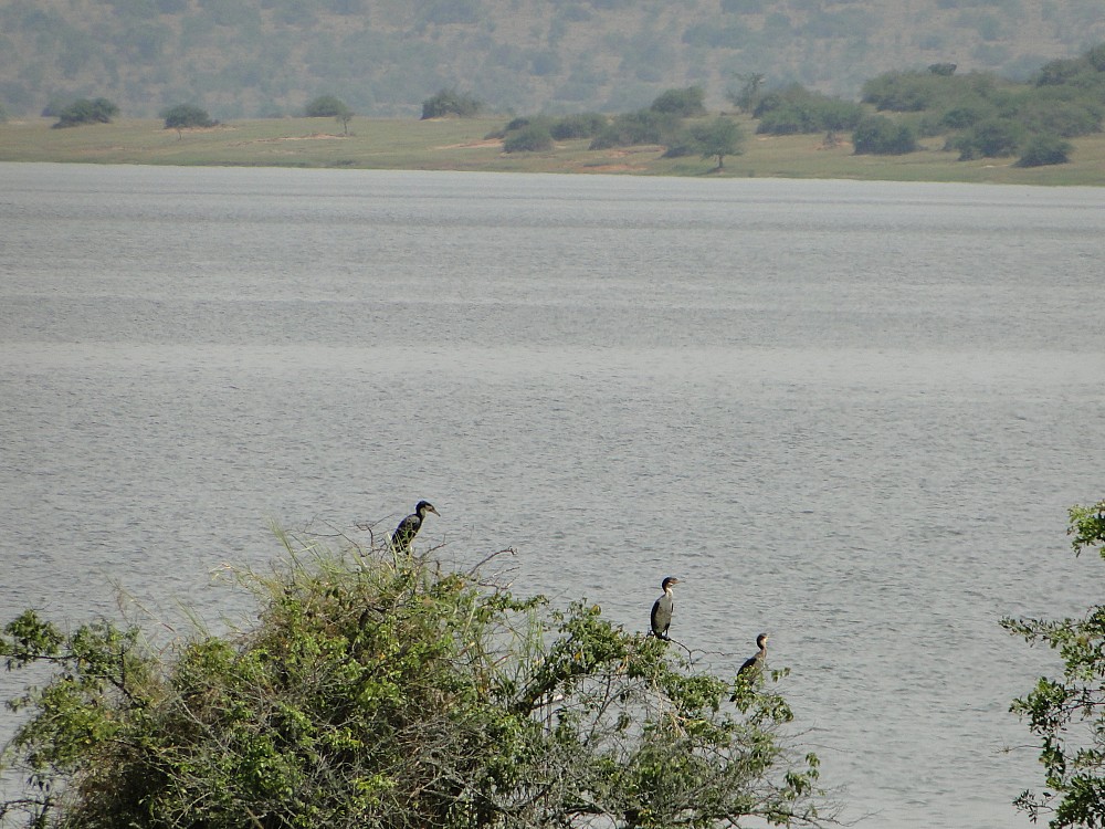 Akagera (Ruanda)