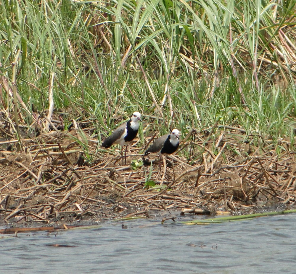 Avefría palustre