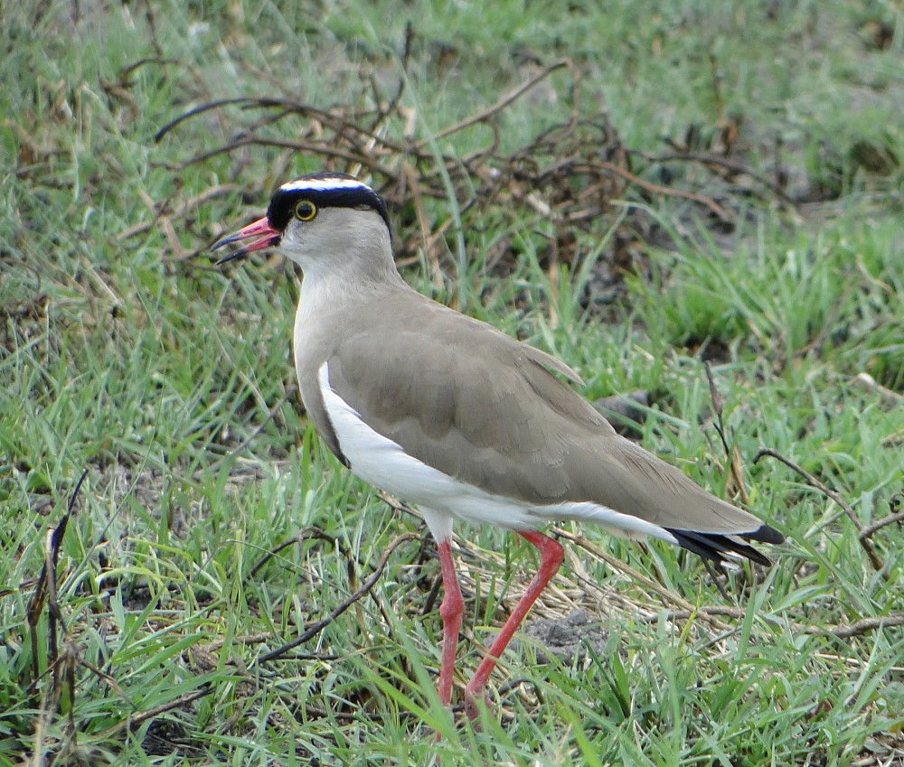 Pavoncella coronata