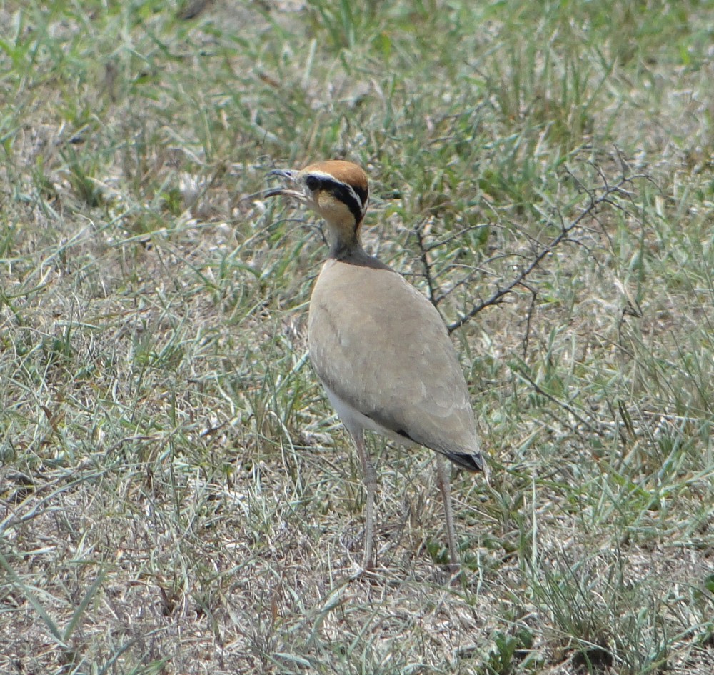 Temminckrennvogel