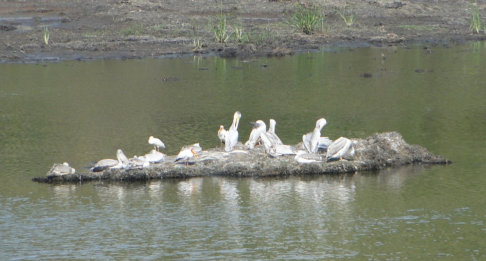 Tántalo africano