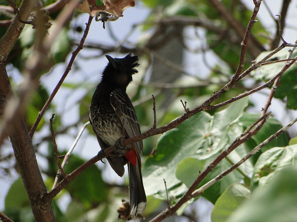 Bulbul dal sottocoda rosso