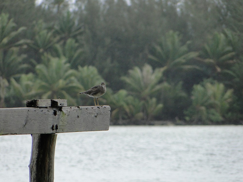 Wanderwasserläufer