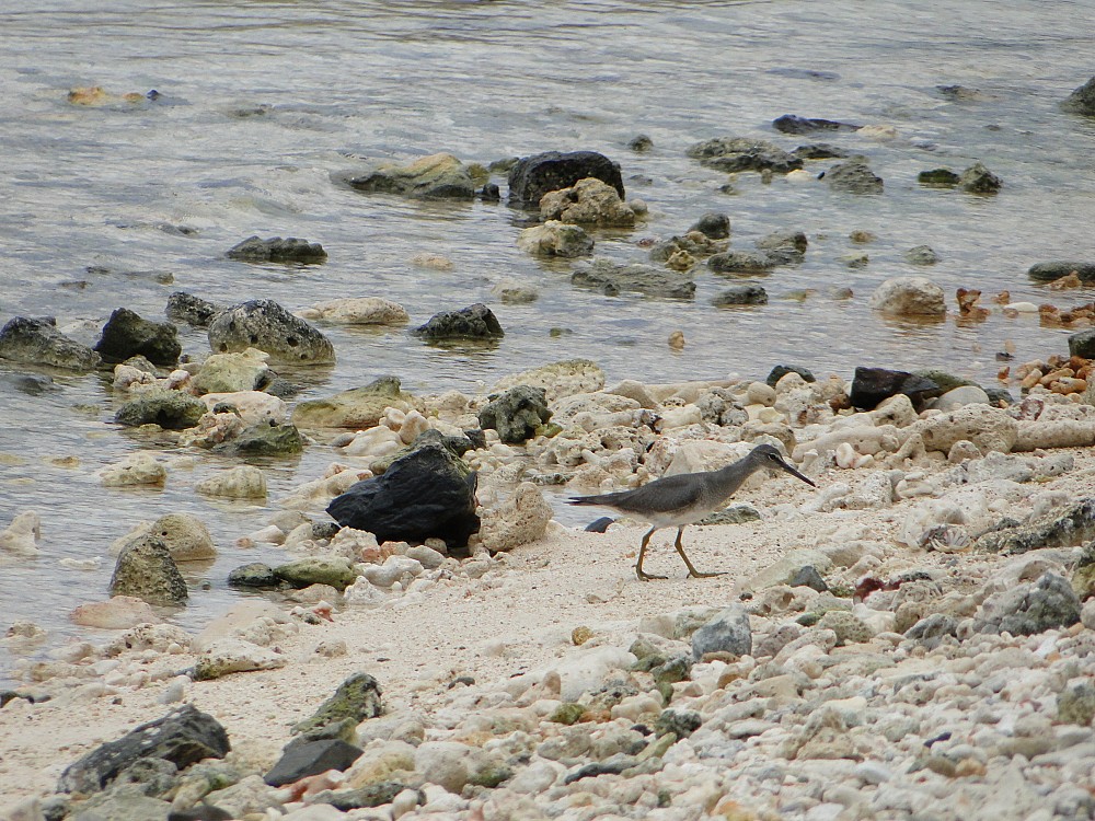 Wanderwasserläufer