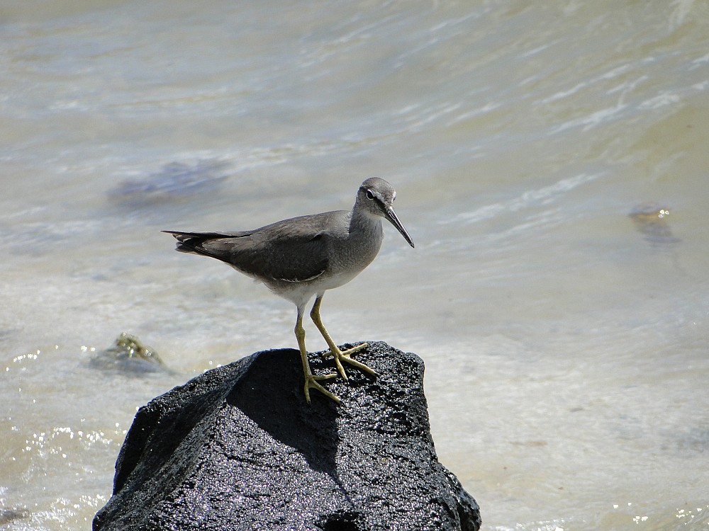 Wanderwasserläufer