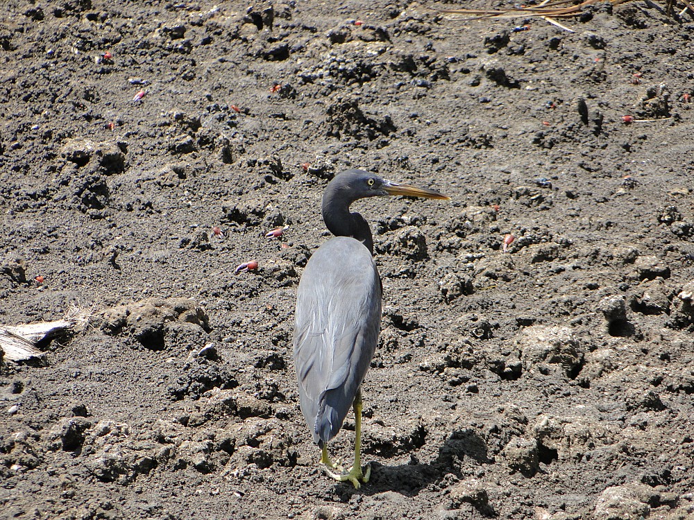 Garceta de arrecife