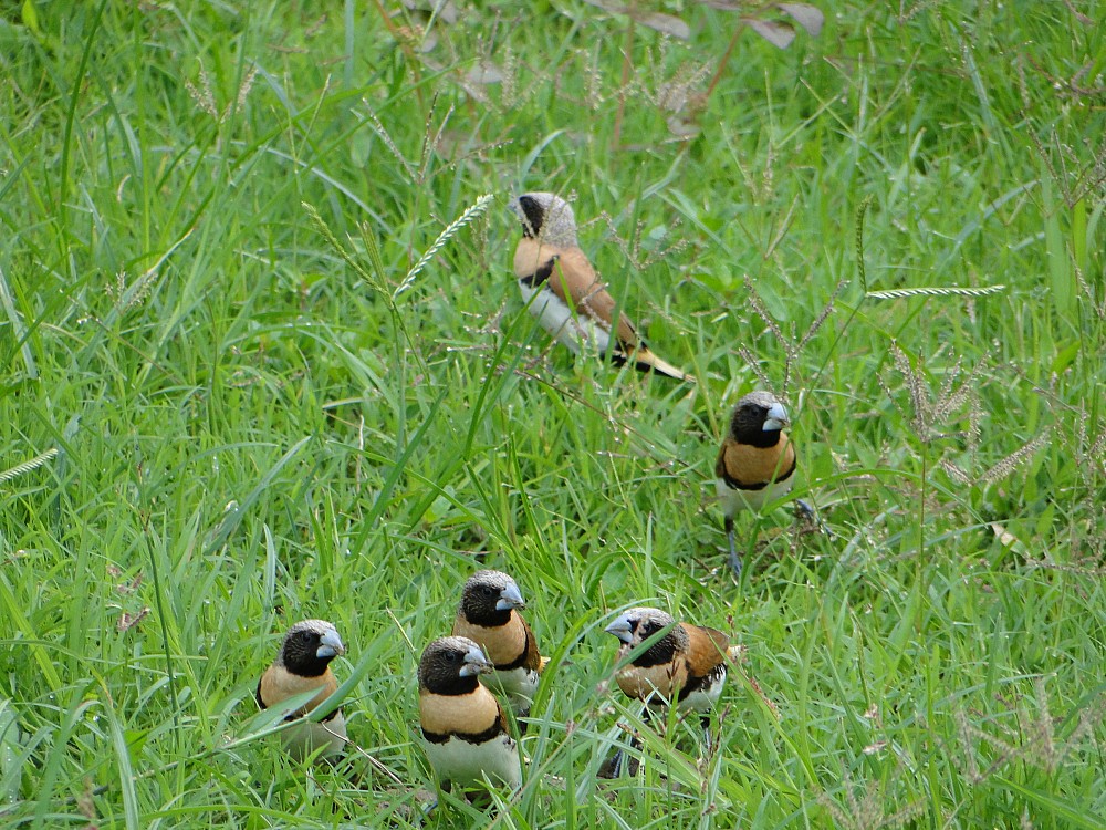 Capuchino Pechicastaño