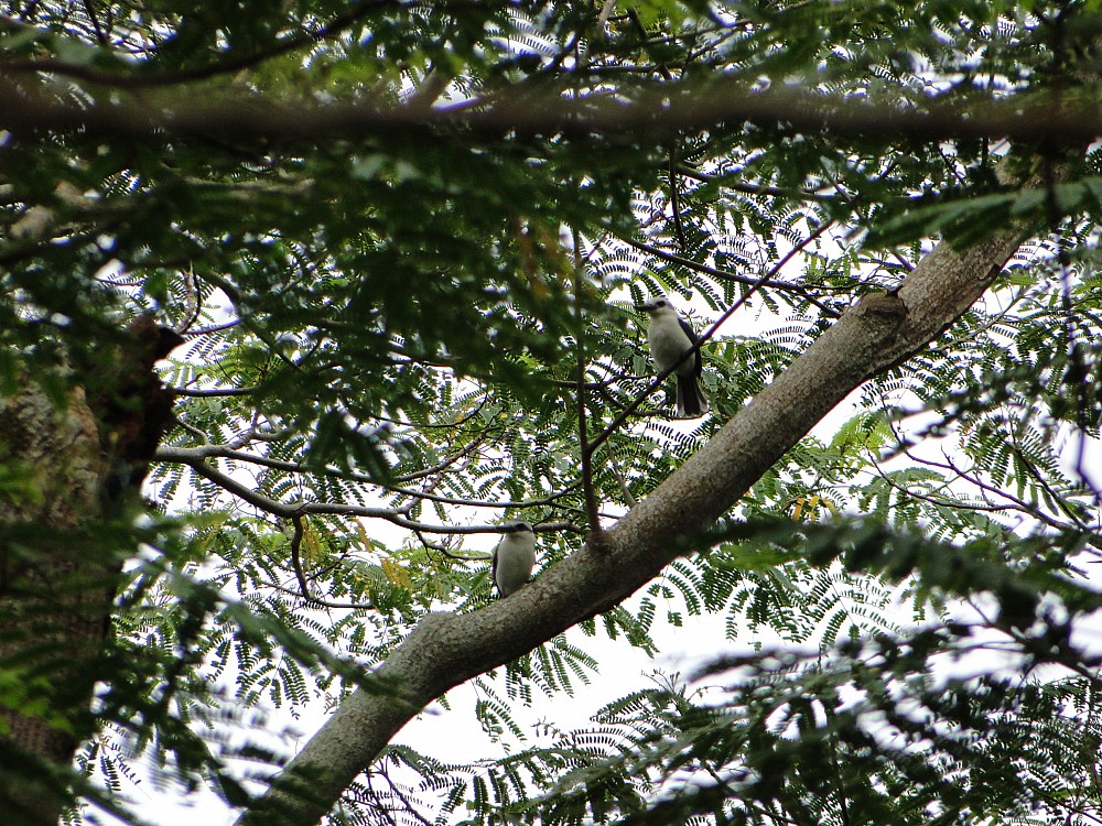 Bora Bora (Polinesia Francese)