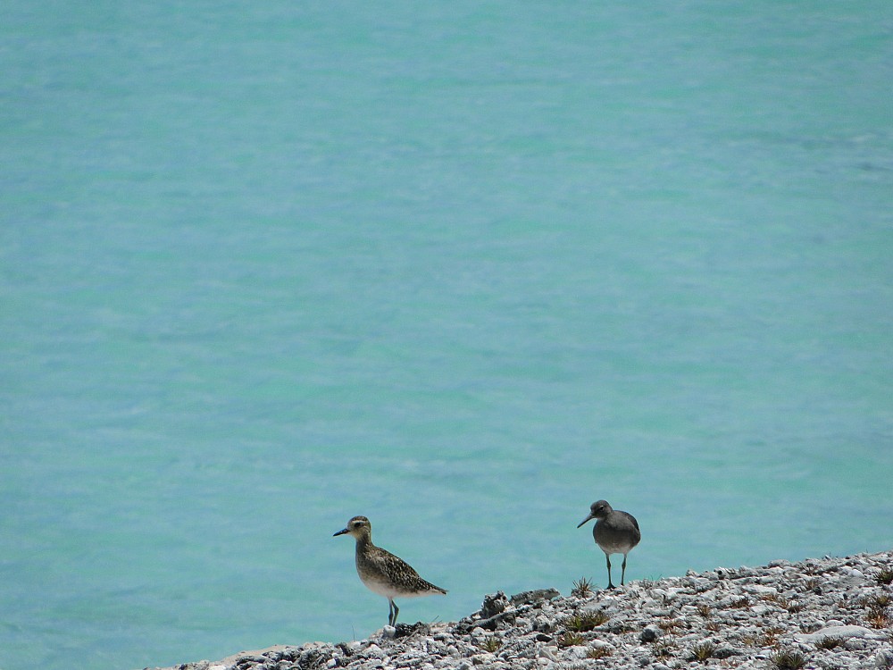 Chorlito dorado siberiano