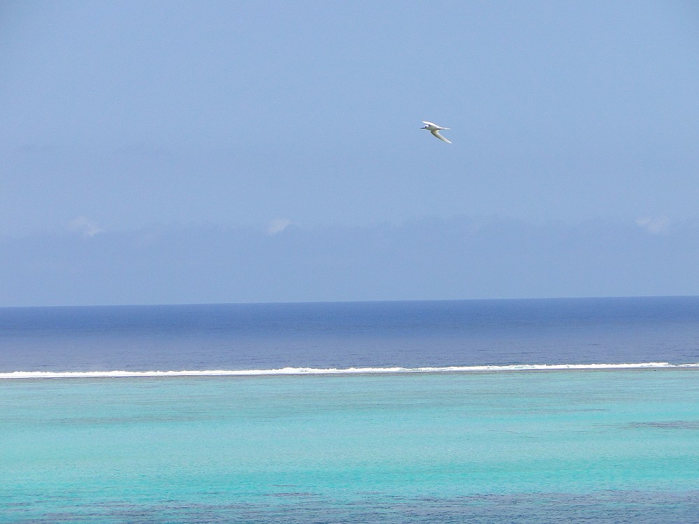 Charrán blanco común