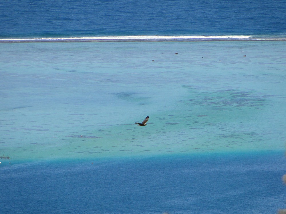 Raiatea (Polinesia Francesa)