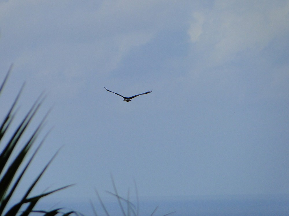 Raiatea (Polinesia Francesa)