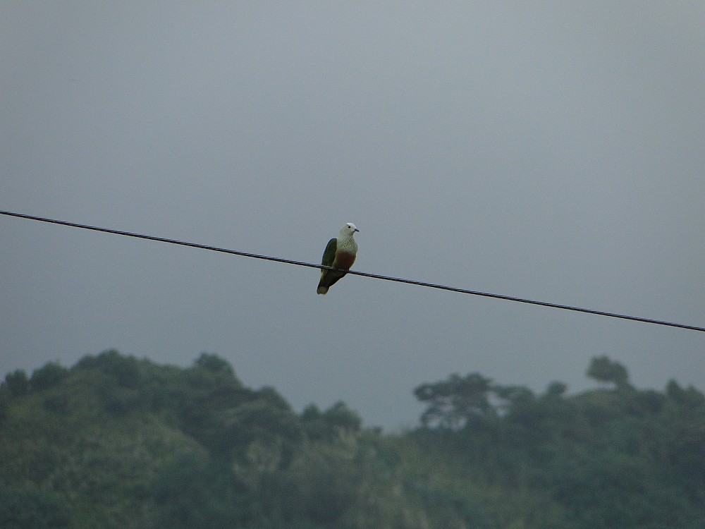 Tilopo coroniblanco