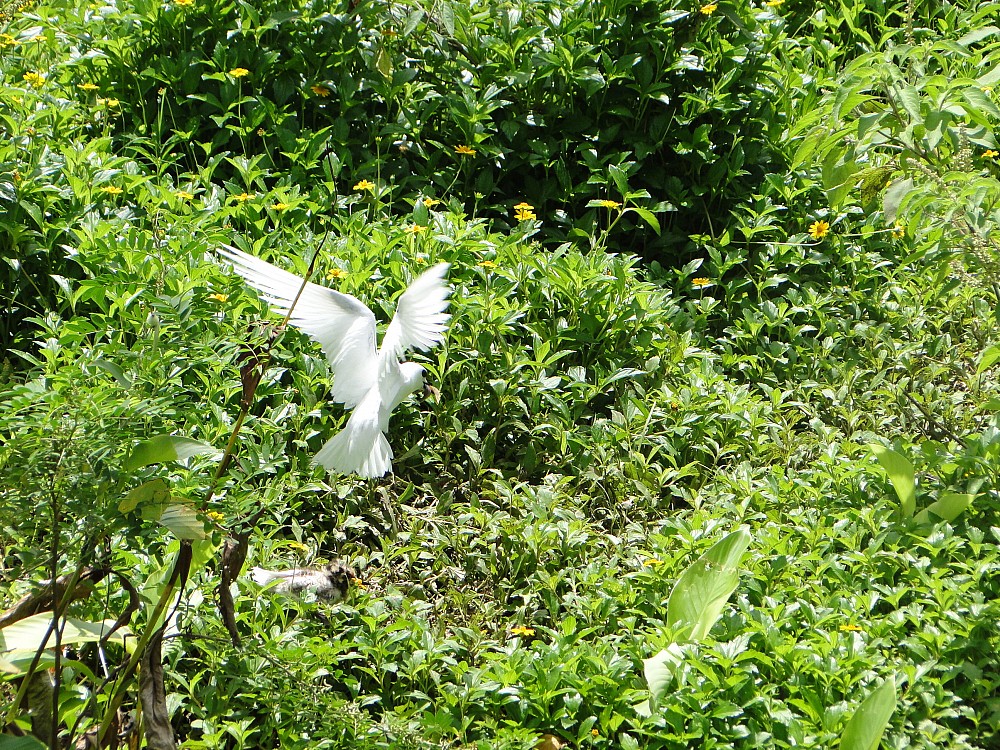 Charrán blanco común