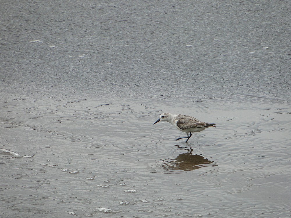 Sanderling