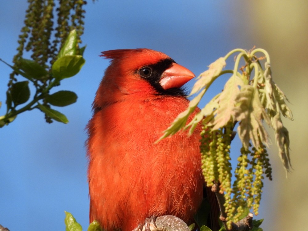 Smithfield, RI (United States)